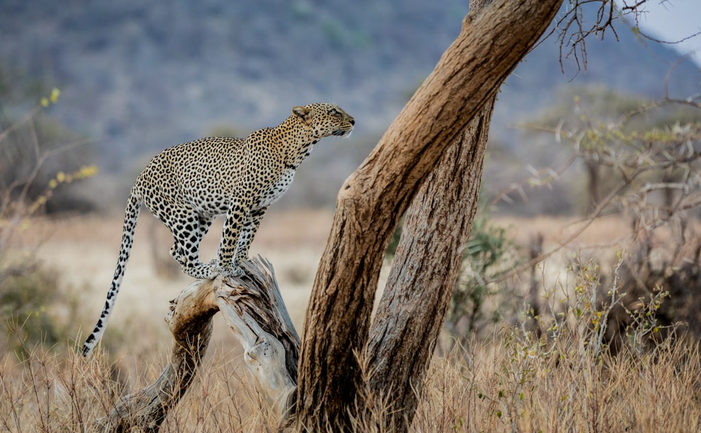 木登りスイスイ