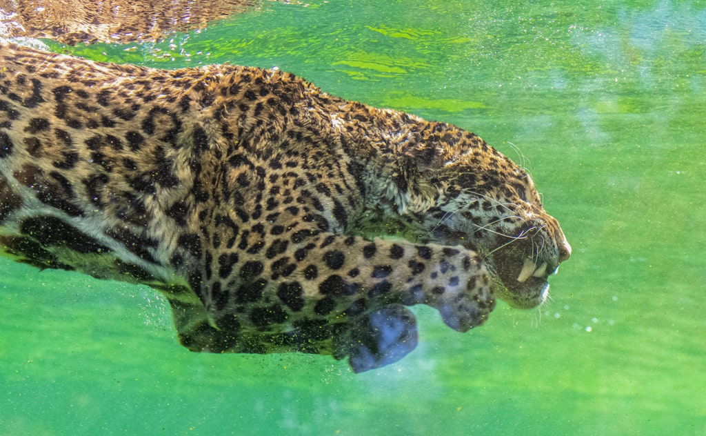 泳ぐジャガー