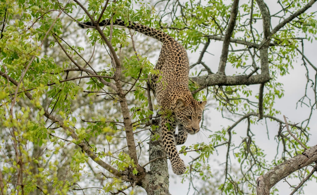 獲物を狙うヒョウ