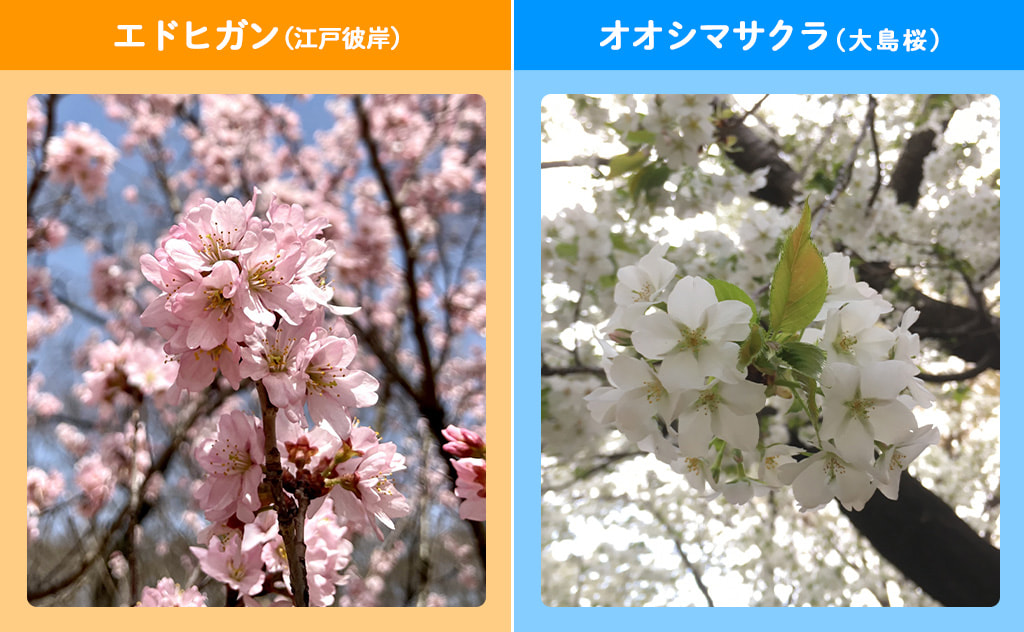 エドヒガンとオオシマサクラ