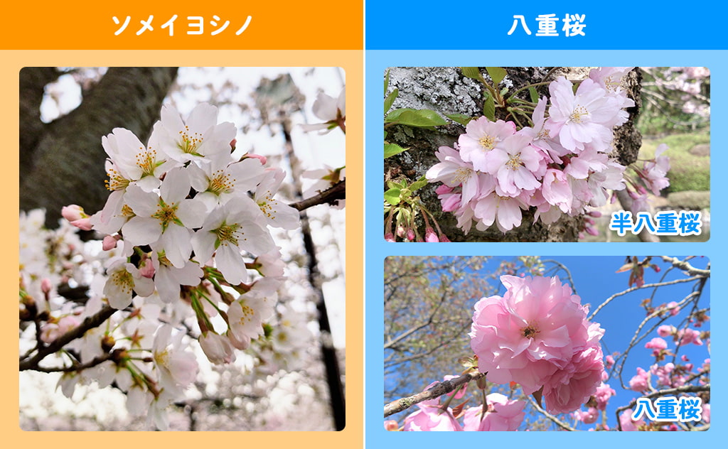 ソメイヨシノと八重桜