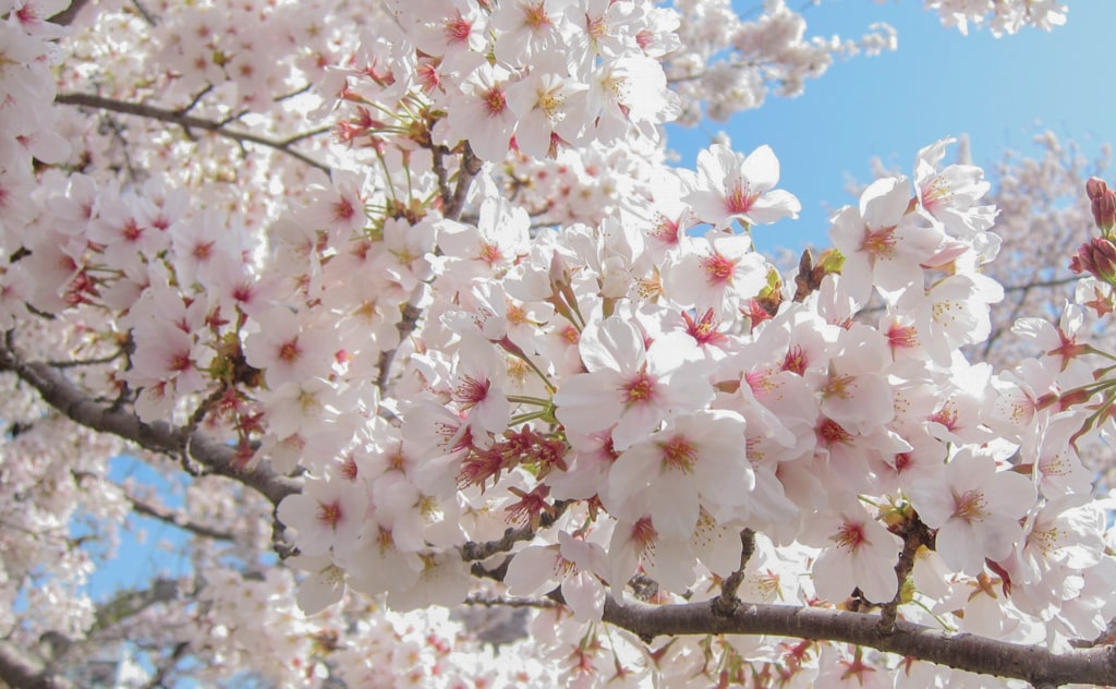 ソメイヨシノの花