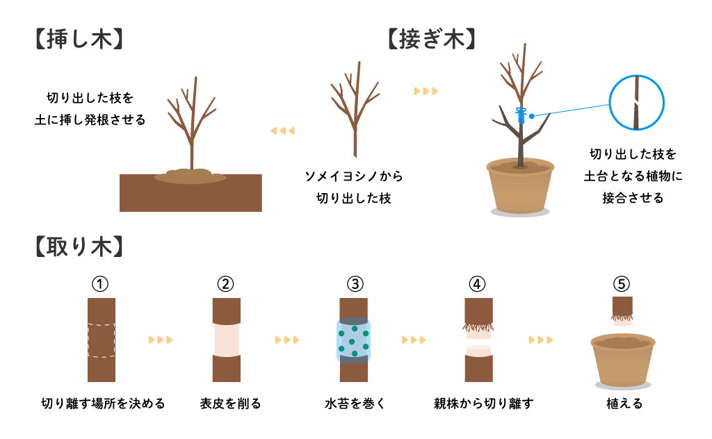 ソメイヨシノ_増殖方法