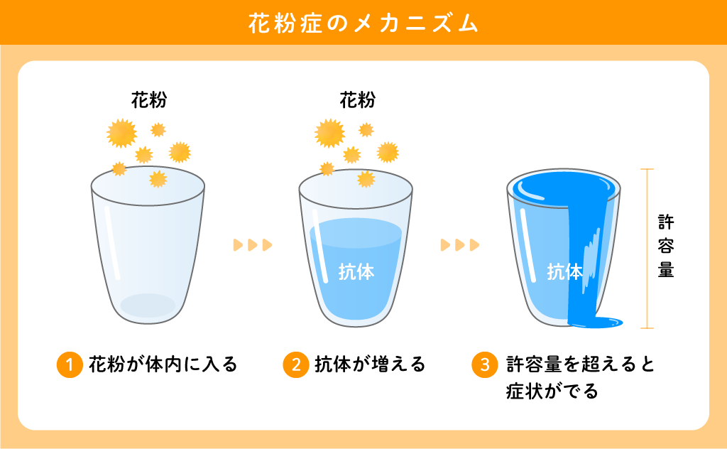 花粉症のメカニズム