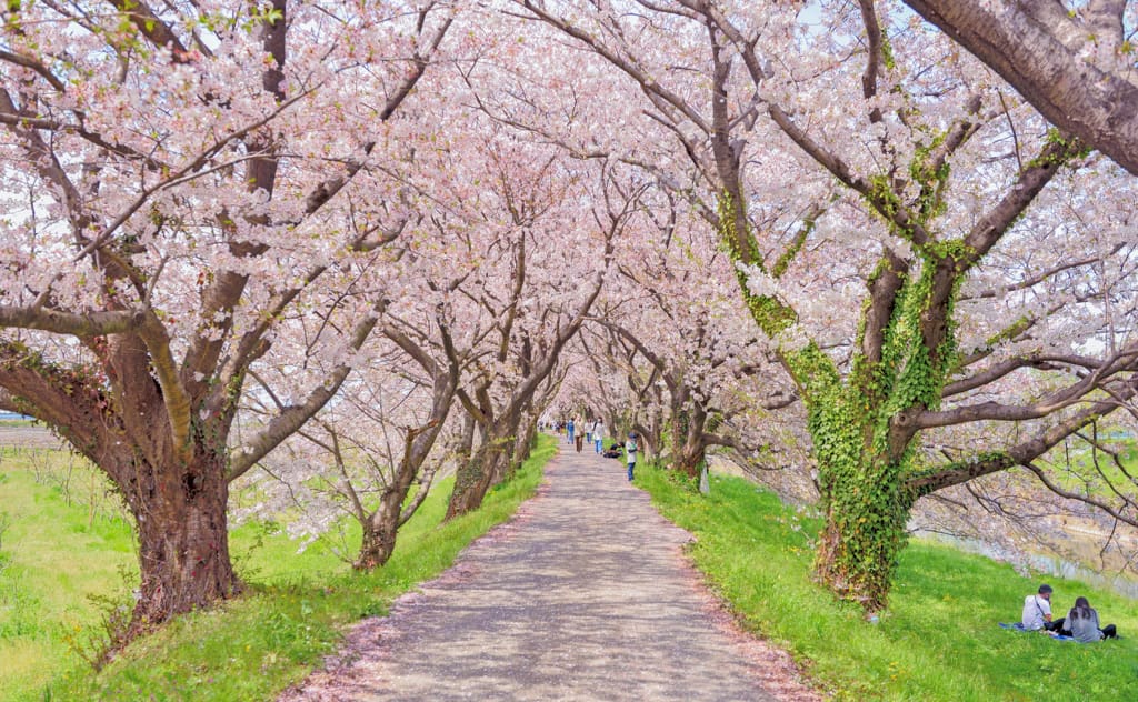 花見