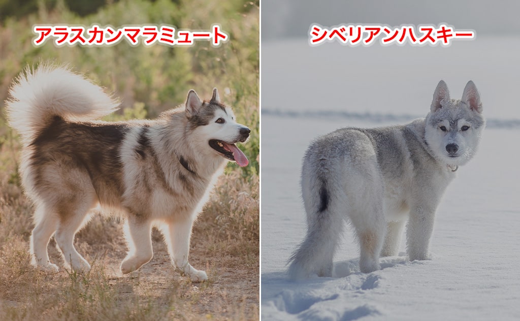 アラスカンマラミュートとシベリアンハスキー