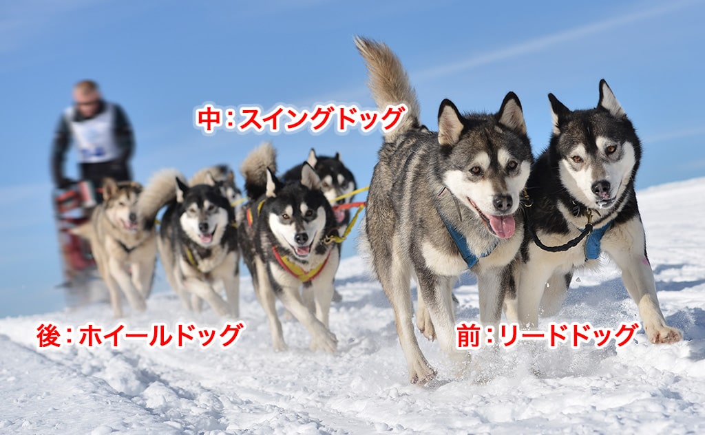 ダンデムタイプ_ポジション