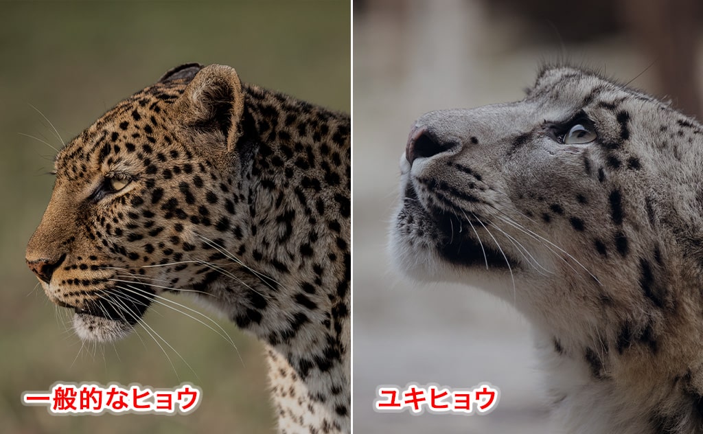 ヒョウとユキヒョウ
