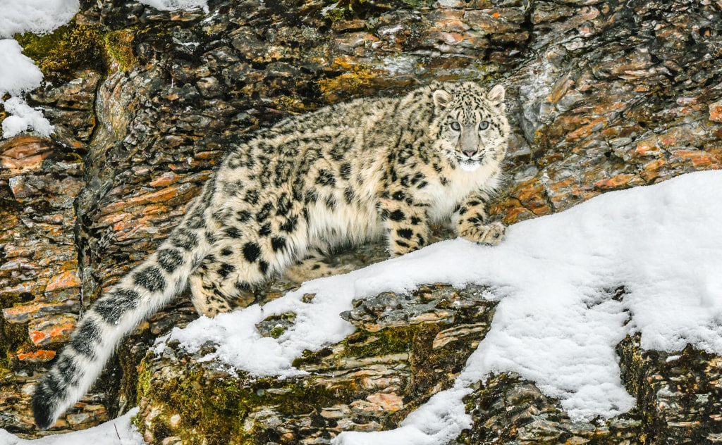 崖の上で睨むユキヒョウ