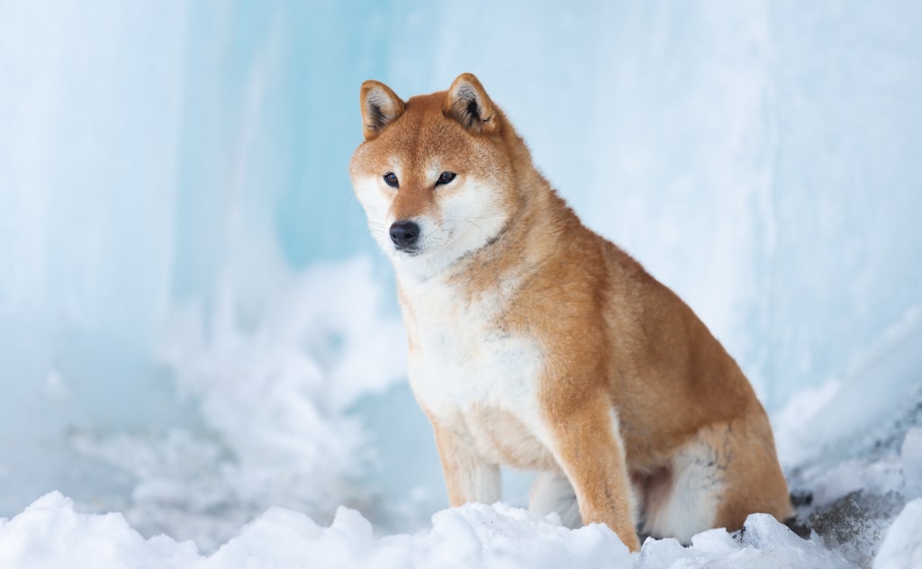樺太犬
