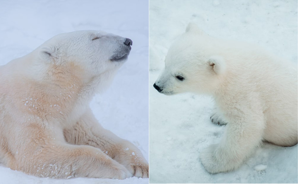母グマと子グマ