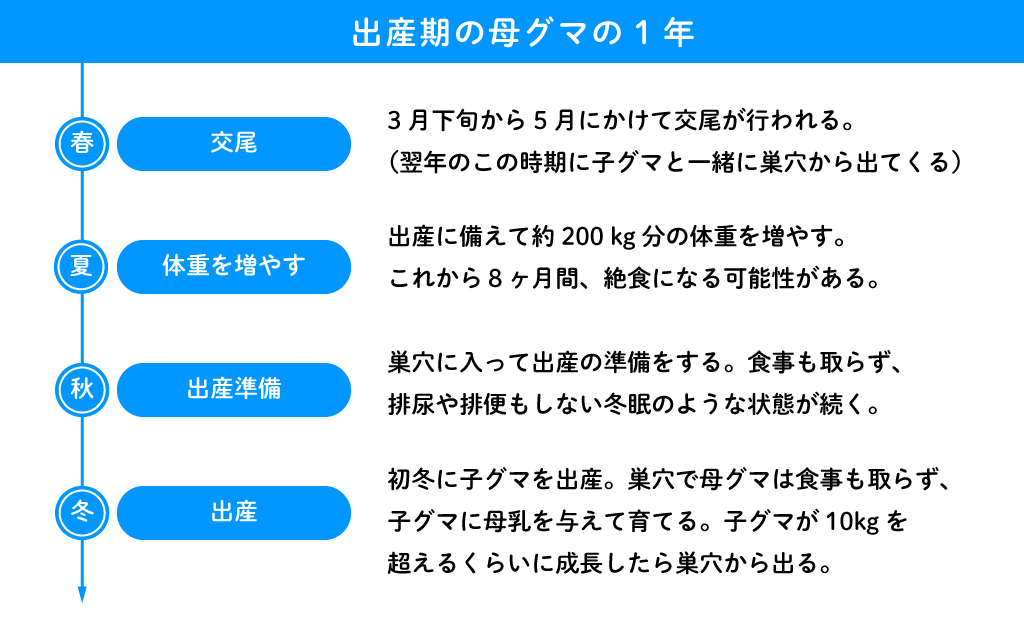 母グマの1年