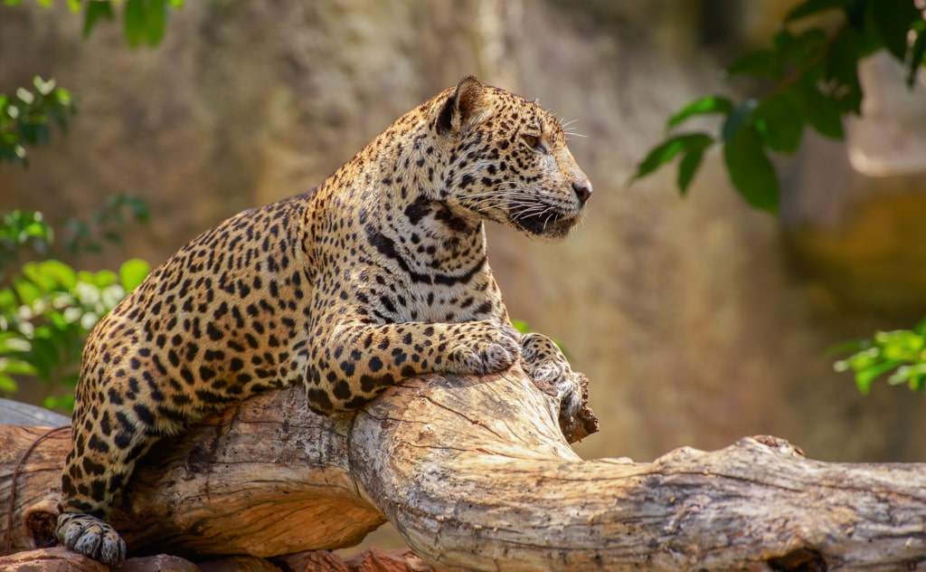 ジャガー