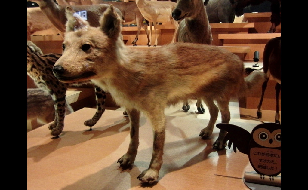ニホンオオカミの剥製 ※Wikipediaより