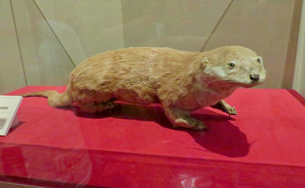 ニホンカワウソの剥製 ※Wikipediaより