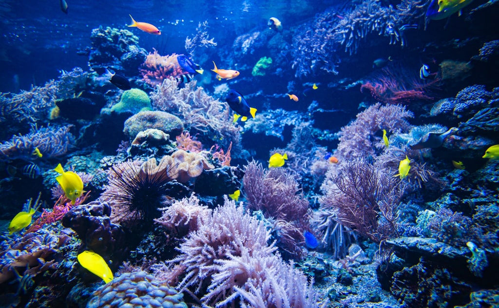 海の生き物