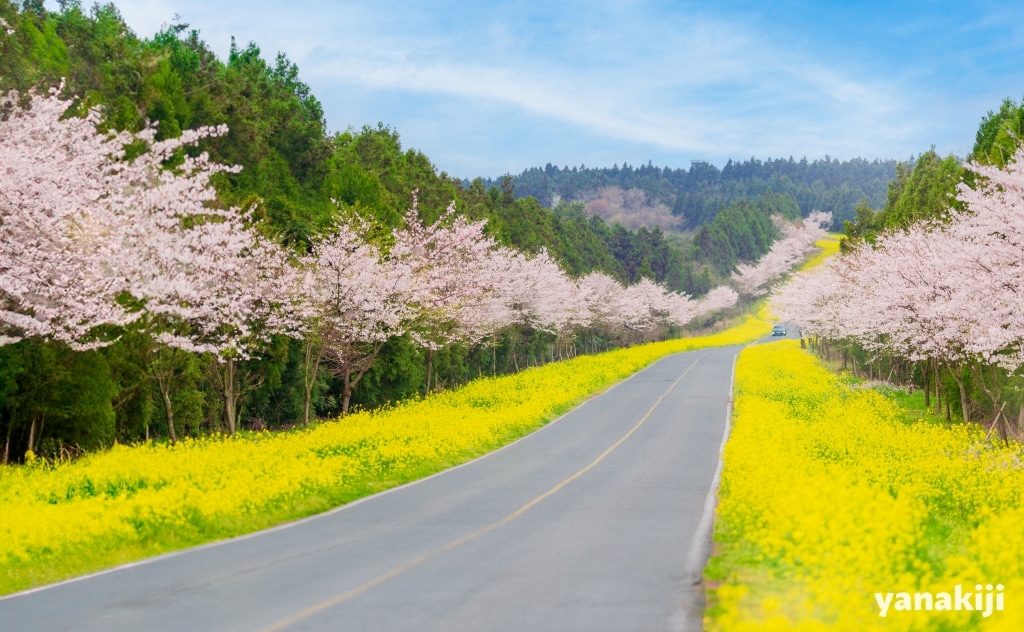 菜の花と桜のコラボ