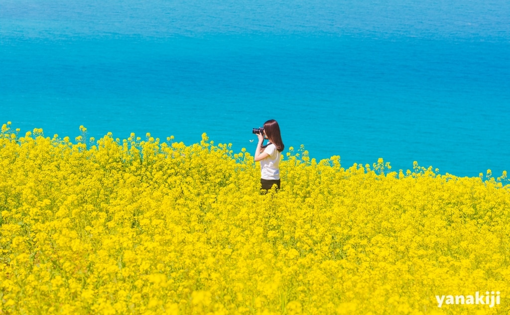 菜の花と海_001