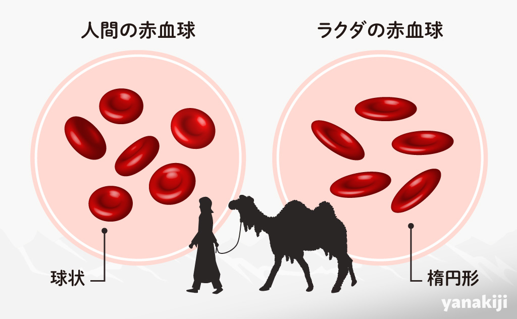 ラクダと人間の赤血球の違い