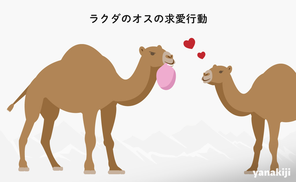 ラクダのオスの求愛行動