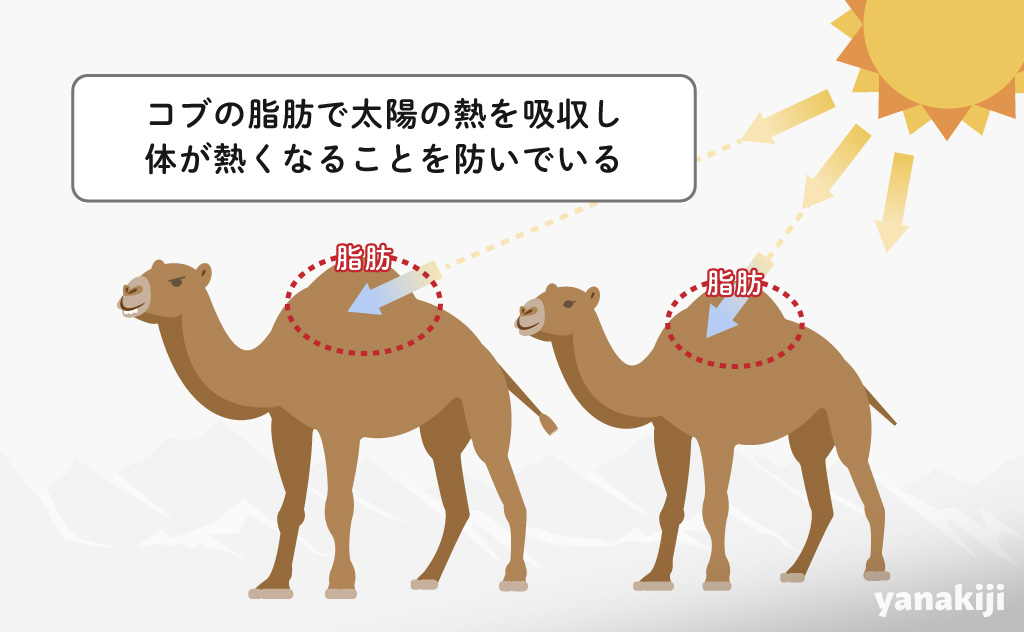 ラクダのコブ