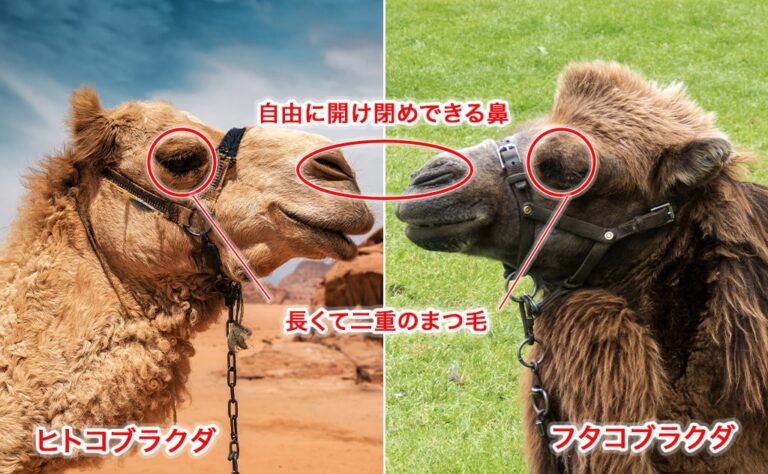 もはや怪物!?ラクダが水を飲まなくても生きていける秘密とは | yanakiji 秘境旅で出会うワクワクをお届けします。