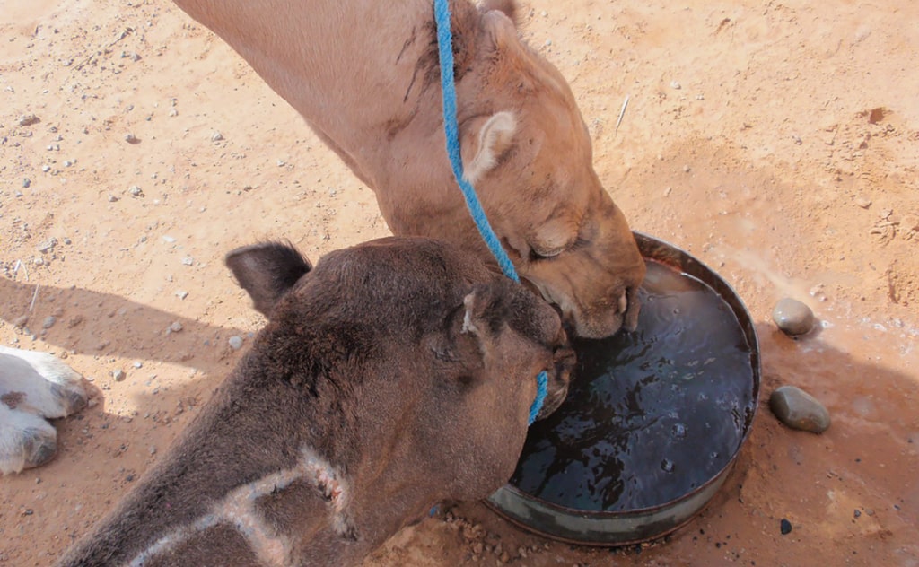 水を飲むラクダ