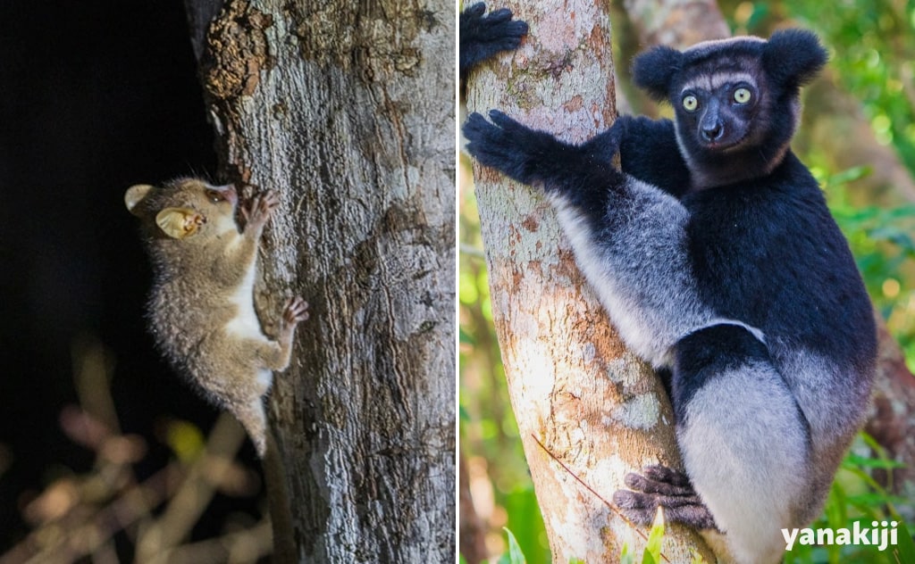 最小種のネズミキツネザル(左)と最大種のインドリ(右)