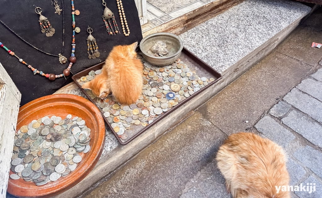 路地裏に猫