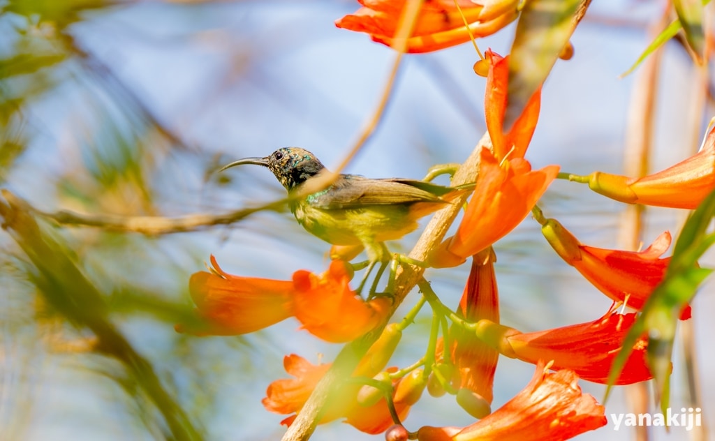 アルダブラタイヨウチョウ(Souimanga Sunbird)