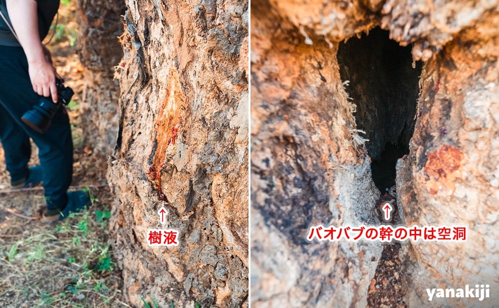 幹の中は空洞