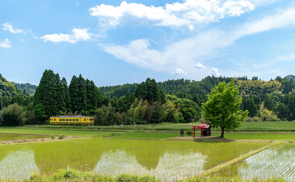 田んぼ