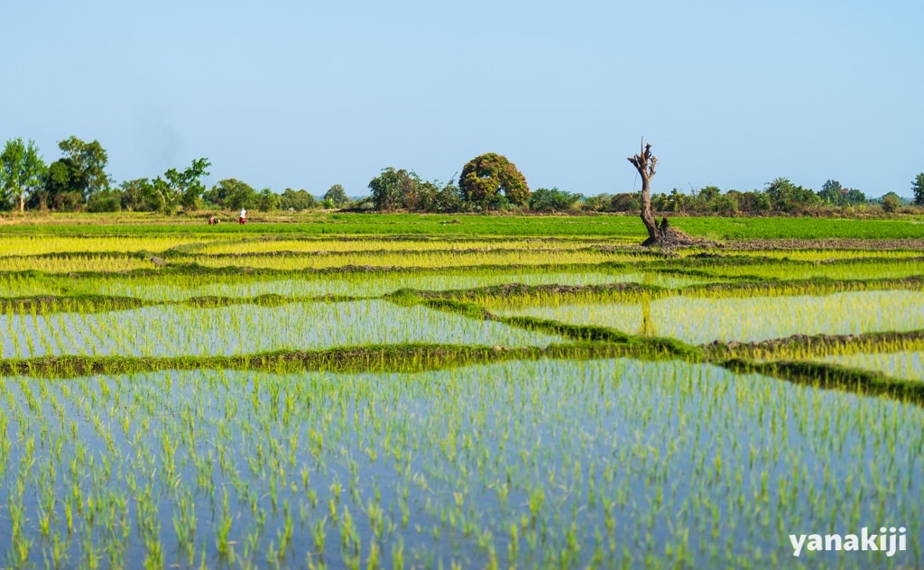 マダガスカルの田園風景