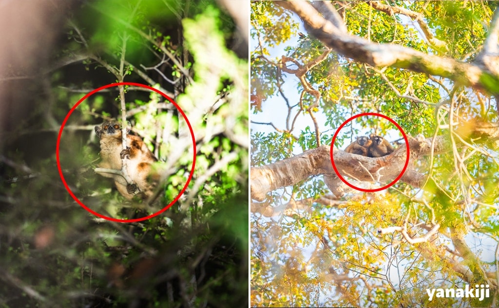 焦点距離135mmで撮影した写真(拡大なしの状態)