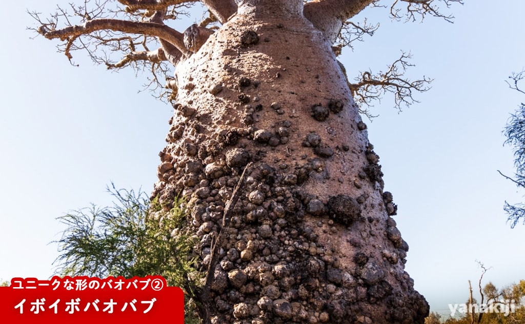 イボイボバオバブ