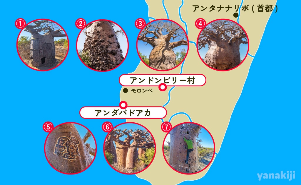 バオバブのスポット