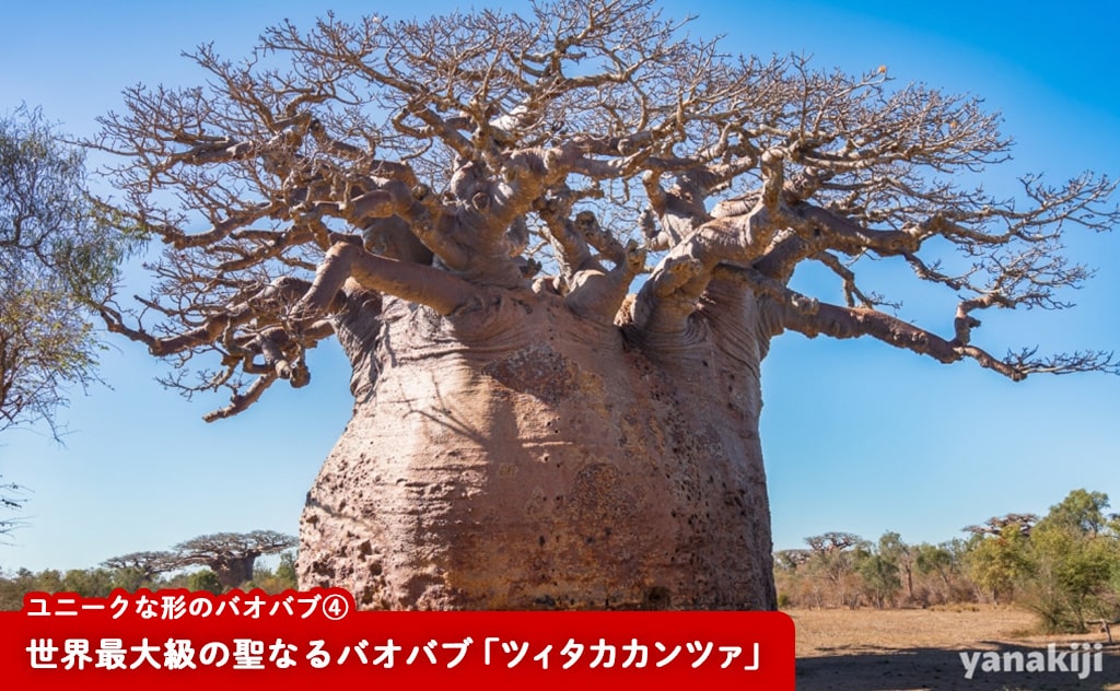世界最大級の聖なるバオバブ