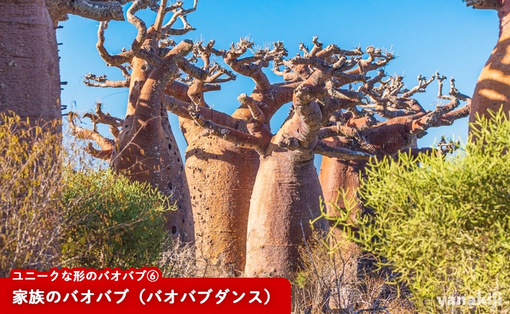 家族のバオバブ