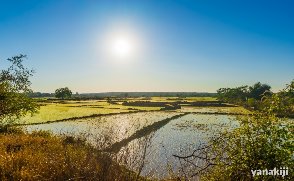 マダガスカルの田園風景