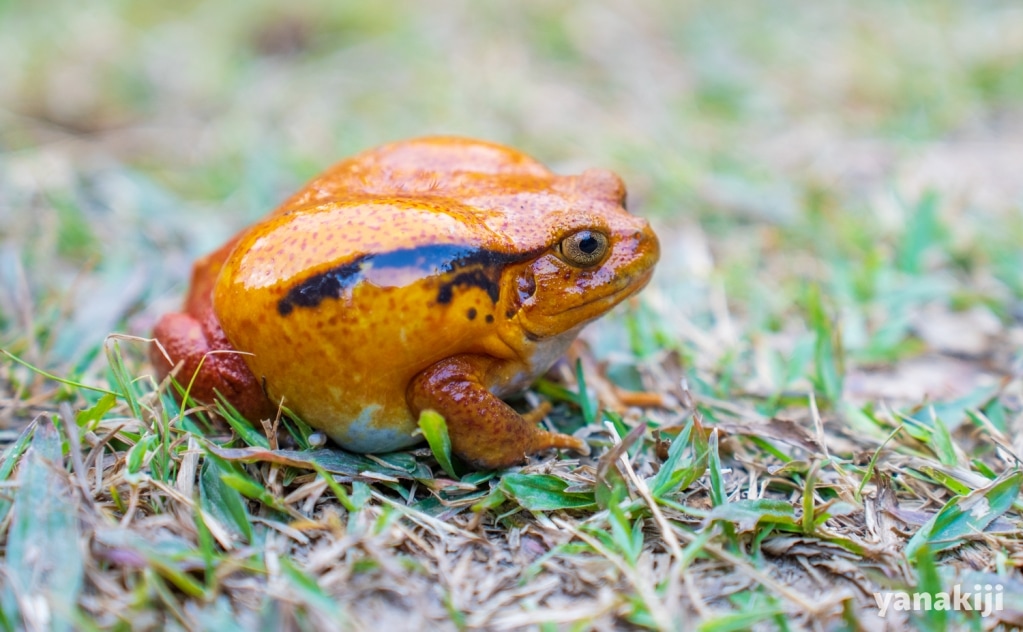 トマトガエル