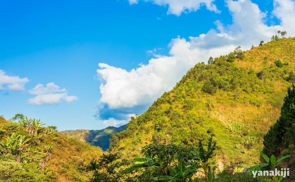 緑豊かな風景