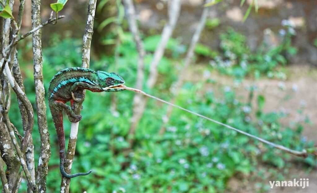 舌を伸ばして獲物を捉える