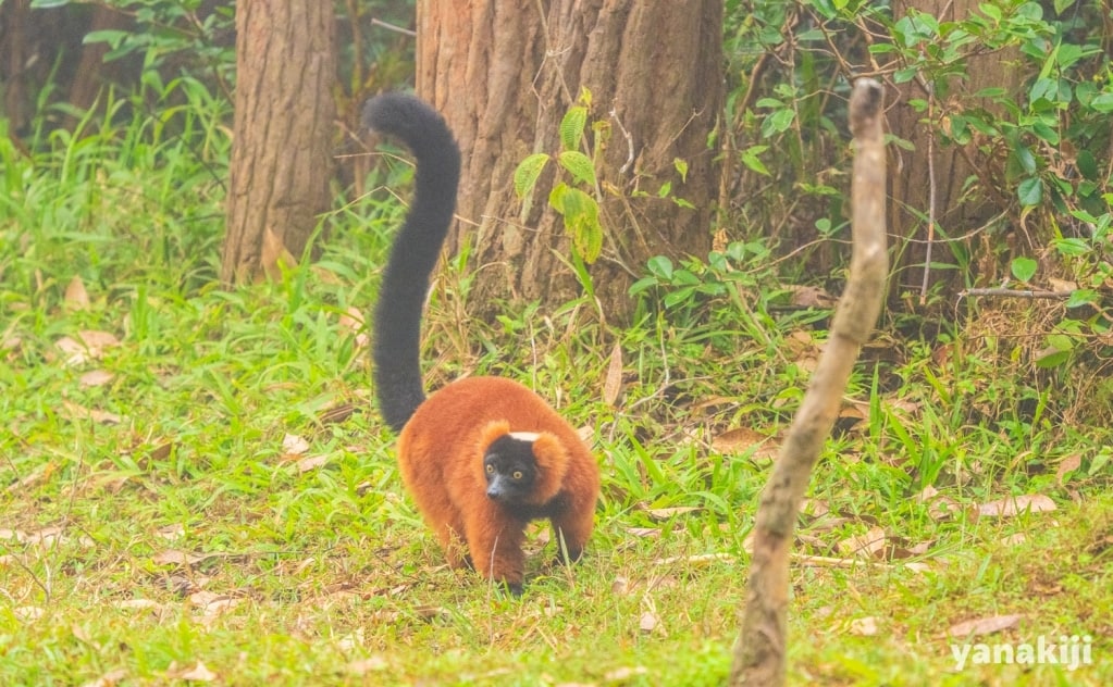 アカエリマキキツネザル