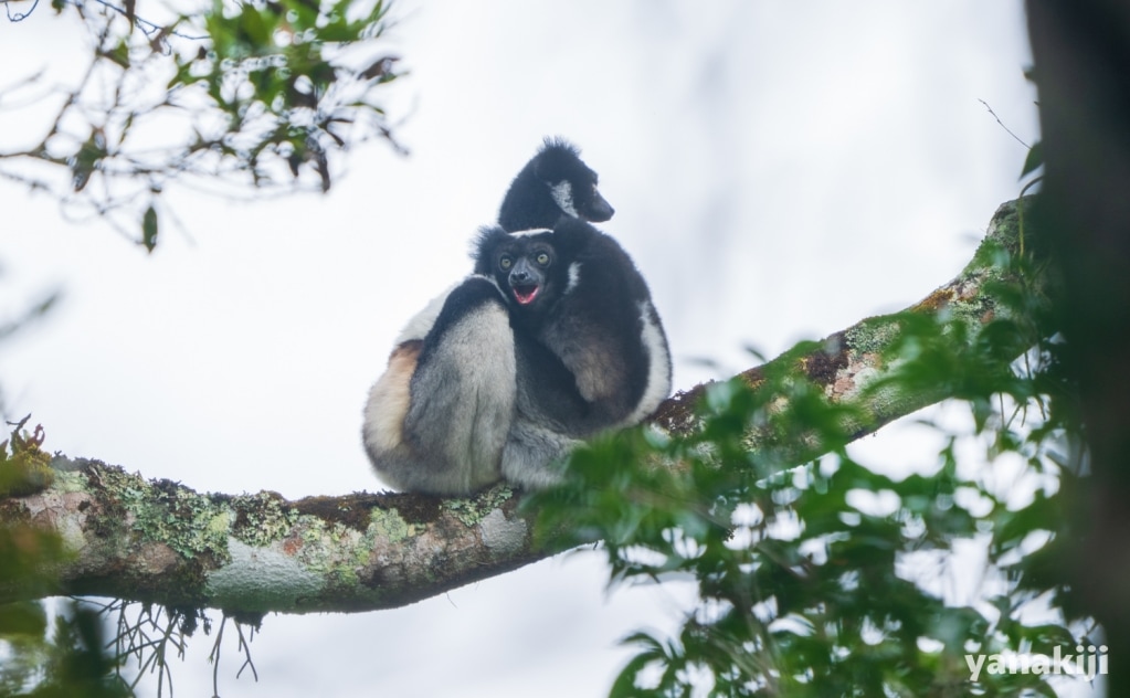 インドリが鳴きはじめた