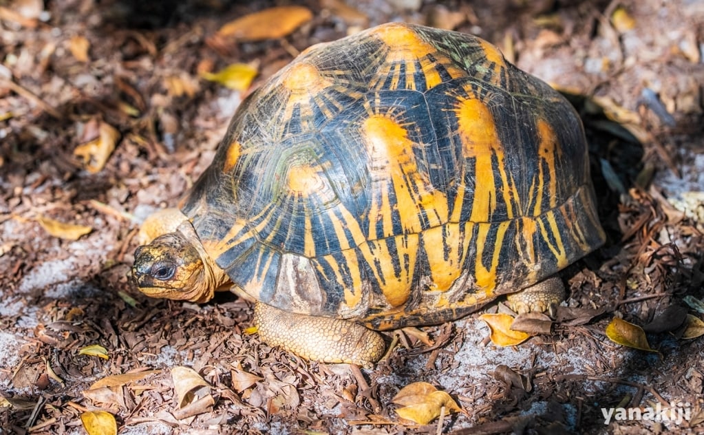 マダガスカルホシガメ1