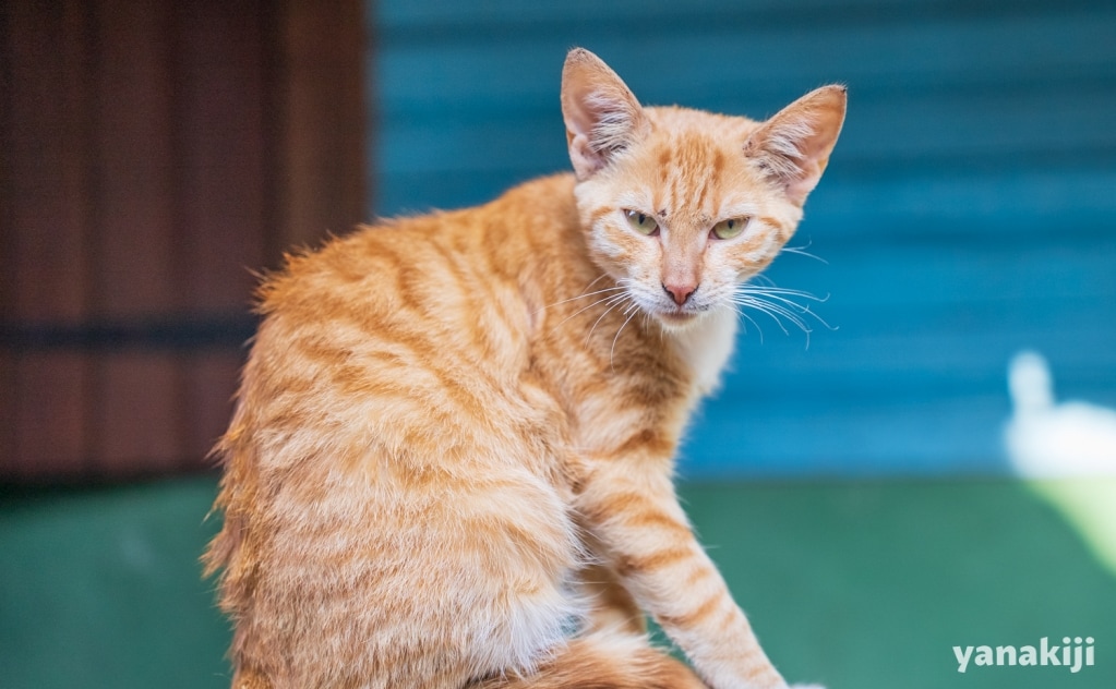 猫がたくさん