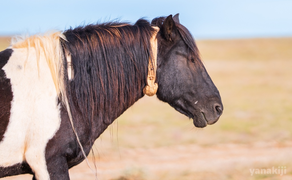 リーダー馬には首輪(GPS)がついている