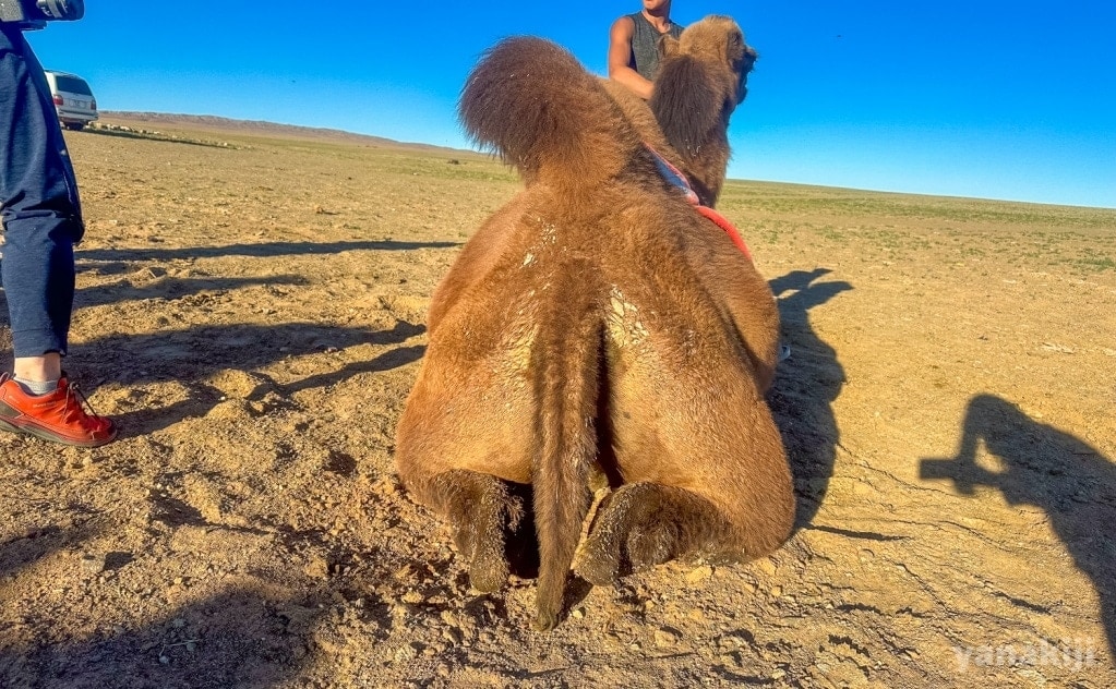 座るラクダ