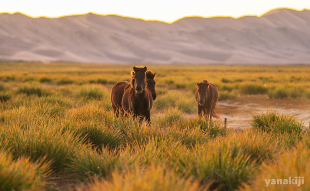 モンゴル🇲🇳ゴビ砂漠の下の草原にいた馬
