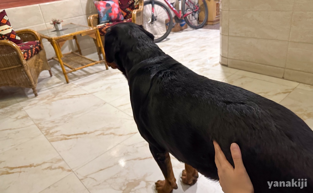 犬を撫でて待つ